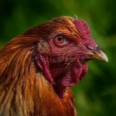 Hühner Tekk Funtrack 195 Bpm