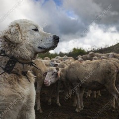 Great Pyranees - Prod. by Homage