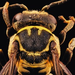 MS-Sting