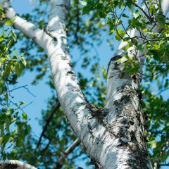 Arbre et forêts / Coop de l'arbre avec Katie Morin