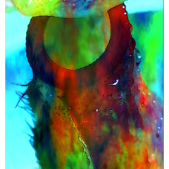 nepenthes
