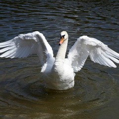 Swan Deeper NYE Mix (Wilswanya) (2022-12-30)