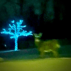 Mushroom Ballad (Feat. Velloree)