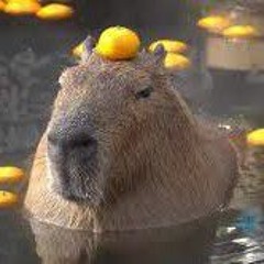 capybara pull up 1 hour