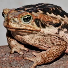 Musicas feitas em menos de 5 minutos apenas para diversão dos meus amigos no zapzap Vol. 2