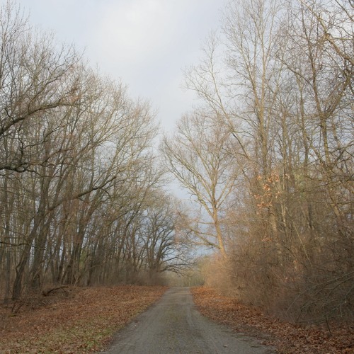 Dawn Chorus at University of Michigan Stinchfield Woods