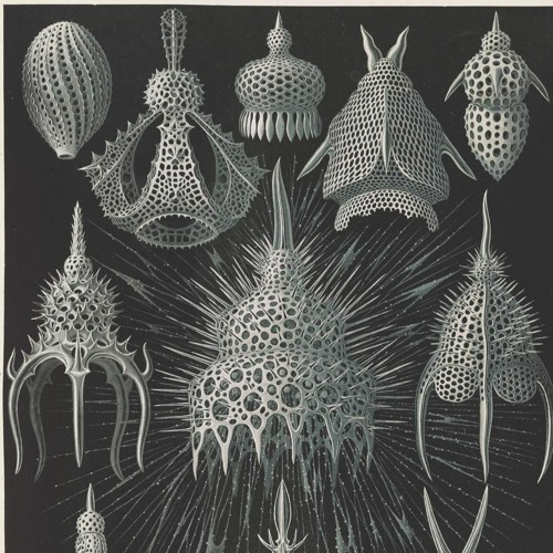Photosynthetic Endosymbionts