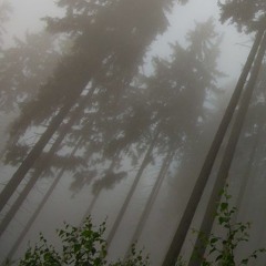 walking in the mist 森の中の霧