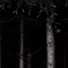 A Scream In The Woods