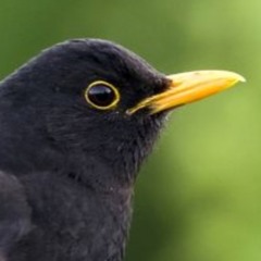 Blackbird Tascam MixPre