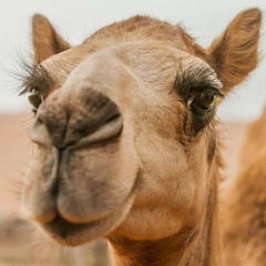CAMEL