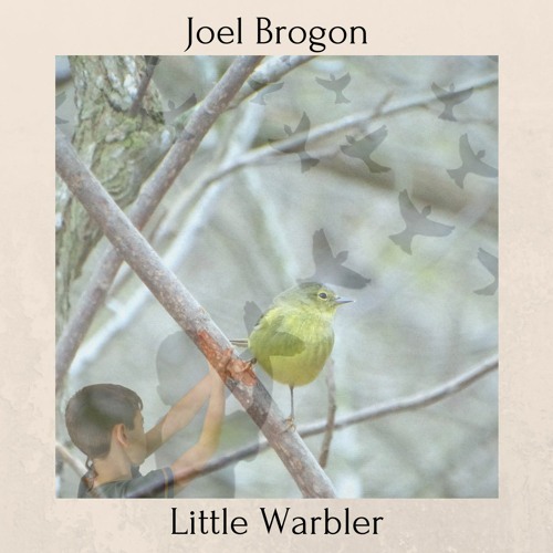 Little Warbler