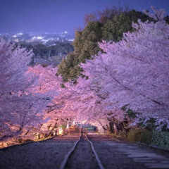 和桜