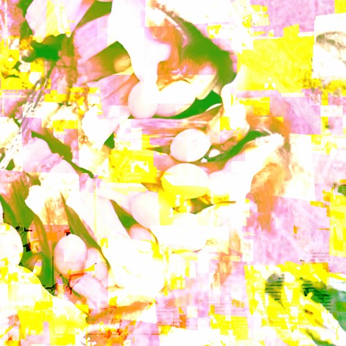comfort - Wild and Fragile