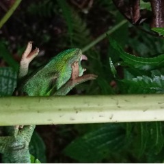 Ethnic tribal grooves techno and house mix drummy