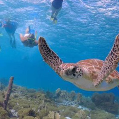 Best Snorkeling Mexico Mayan Riviera Prices Reviews