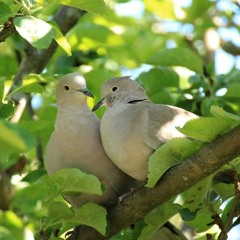 كاظم الساهر ها حبيبي عزف وليد المطعم