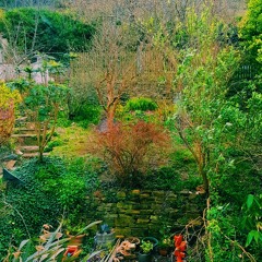 alone in a dying garden