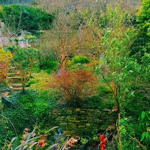 alone in a dying garden