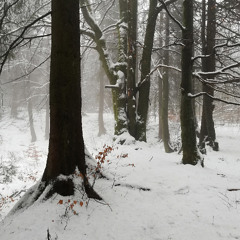 Requiem for the Fallen Trees (mixed by Faustina Fauna)