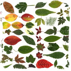 Garden Leaves