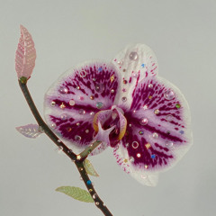 Sonic Archives: Entry 01-Inner Frequencies