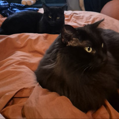 Poupounes' Crew