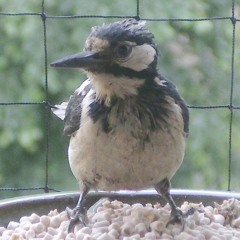 Great spotted woodpecker angry with suet