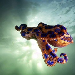 Dumbia: Live at 1522 Santa Fe, NM