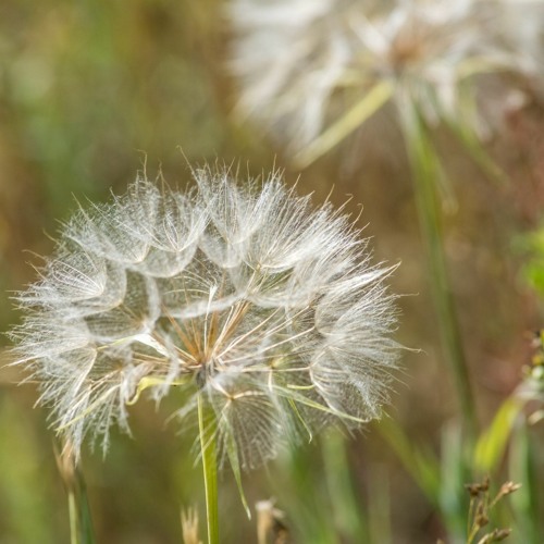 Dandelion