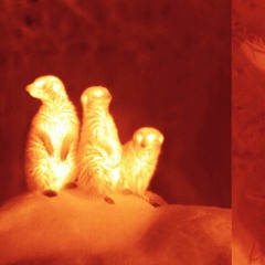 infrared (flip)