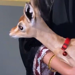 قصي المعمري - يازين  2022