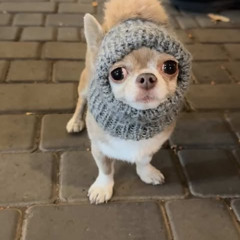 shankkemm-towers(hosted by me