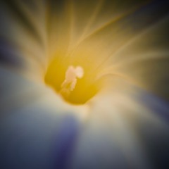 Artifact-024-Solstice