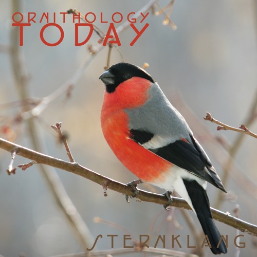 Stream Common Bullfinch/ Dompap by Sternklang | Listen for SoundCloud