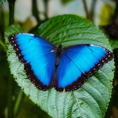Mark Slee - June: Papillon [June 2025]