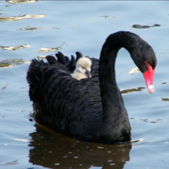 dagene er blevet længere (end svanens næb) ~