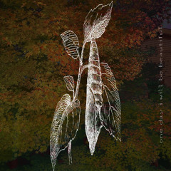 chrysalis w/ love jai (p. under the maple tree)