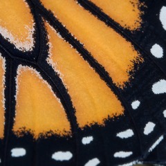 Bye Bye Butterfly (Oliveros' Rework)