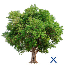 Tree X