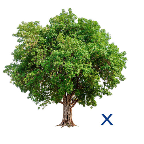 Tree X
