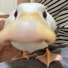 DATZN - DasDATZNSpecialWieGewohntWerdenDieBPMNichtGeschont