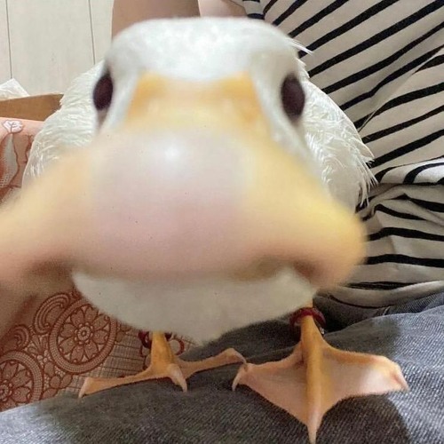 DATZN - DasDATZNSpecialWieGewohntWerdenDieBPMNichtGeschont