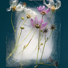 is this an adaptation