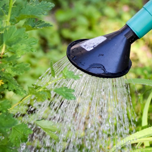 Beat the heat - Summer watering guide