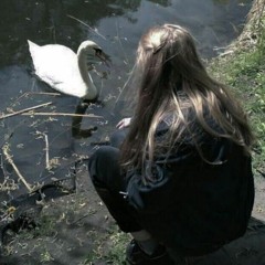 swan. (100)