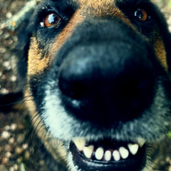 BELLA'S DOG