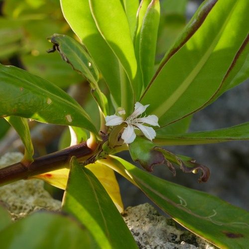 Stream episode [Binaural]Scaevola taccada - 草海桐花 l shallow sea 