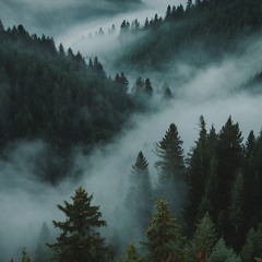 Dense Swampy Forest