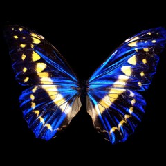 Daydream ( double cover )